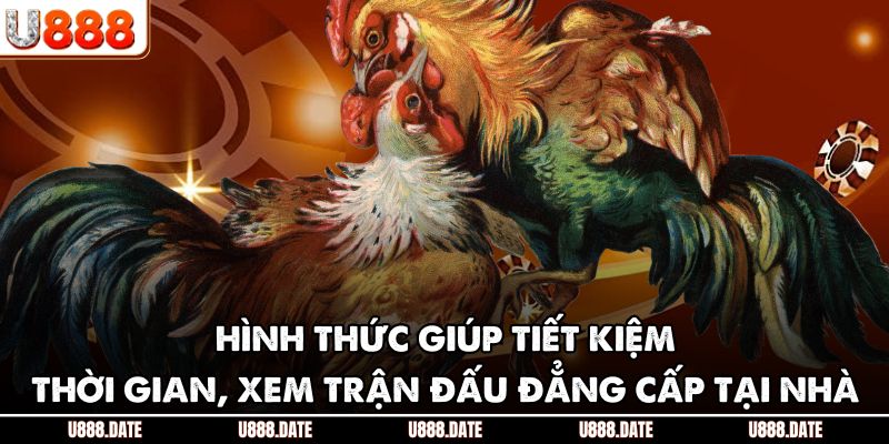 Xem Đá Gà Trực Tiếp | Thưởng Thức Trận Gà Đỉnh Cao Online 3 Hình thức giúp tiết kiệm thời gian, xem trận đấu đẳng cấp tại nhà
